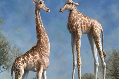 Giraffe Computer Wallpapers, Desktop Backgrounds