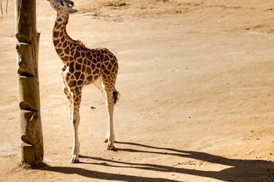 Baby Giraffe Wallpaper, Wallpaper, Baby Giraffe Wallpapers Hd ...