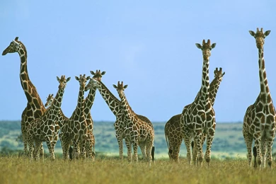 Wallpapers Sea: Giraffe Backgrounds