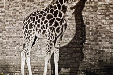 Giraffe HD Wallpapers