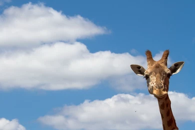 Heavenly Giraffe Desktop Backgrounds HD 1920x1200