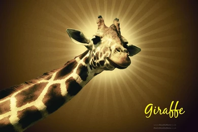 HD Animal Wallpapers: HD Giraffes Wallpapers