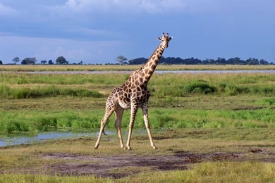 Wallpapers Sea: Giraffe Backgrounds