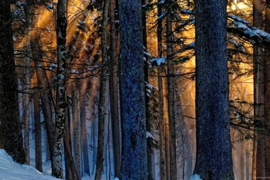 Download 1600x900 Magic Wood Wallpapers