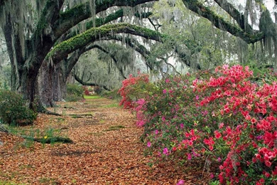 Nature Wallpapers For Desktop Backgrounds Full Screen