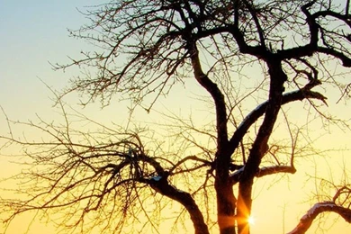 Nature And Tree Lock Screen 720x1280 Samsung Galaxy Note 2 ...