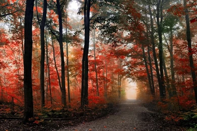 Forests: Autumn Path Sunlight Photography Trees Nature Forest ...