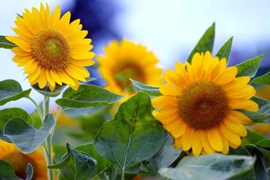 Sunflower HD Wallpapers