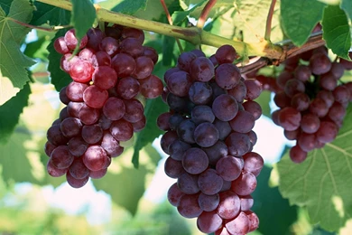 Grapes HD Wallpapers   Grapes Images, New Wallpapers