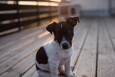 Dogs: Dog Cute Puppys Sweet Animal Dogs Lovely Beautiful Animals ...