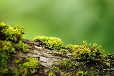 1360x768 Wallpapers Bark With Moss Wallpaper Backgrounds