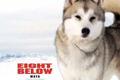 Eight Below