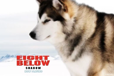 Eight Below Shadow Picture, Eight Below Shadow Image, Eight Below ...