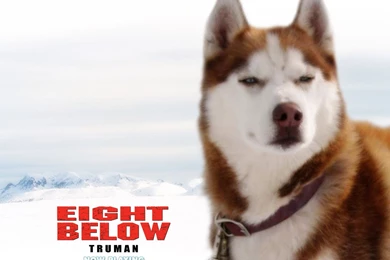 Eight Below