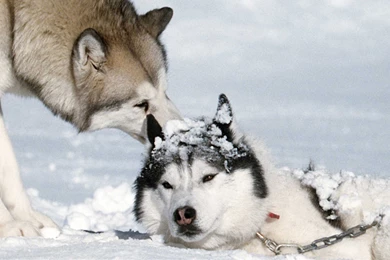 4758x1980px Eight Below 395.3 KB