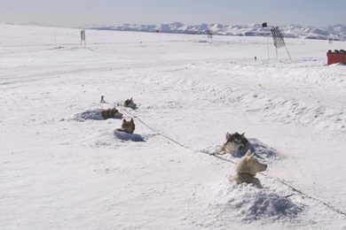SLED DOGS STAR IN TALE OF ANTARCTIC ADVENTURE::Mushing.com   The ...
