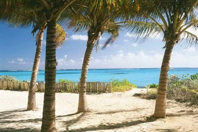 Green House Wall Mural   Wallpapers Mural Ideas   15329