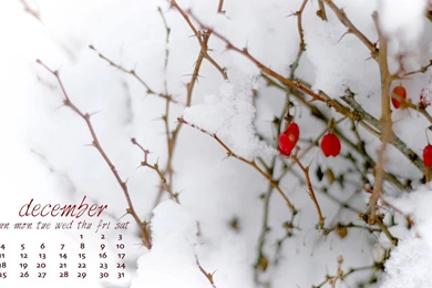 December Wallpapers   Ali's American Adventures