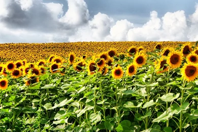 Desk Top Widescreen Wallpaper, Sunflower2 HDR By Monabona