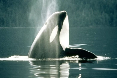 Sea Wallpapers City Roslindale