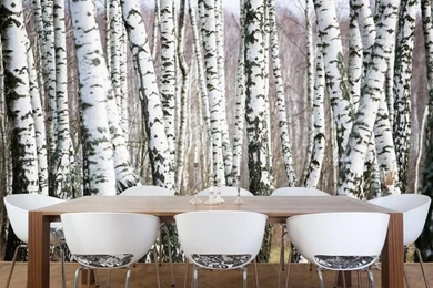 Birch Tree Wall Mural To Make Your Room Fresh   Wallpapers Mural Ideas