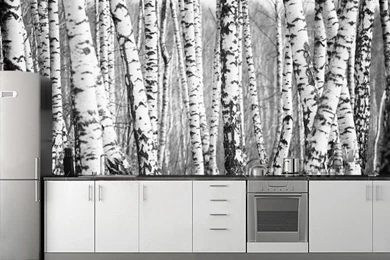 Birch Tree Wall Mural, Sticker Or Painted Mural   Wallpapers Mural ...