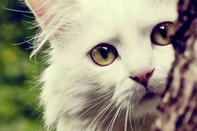 Nature Wallpapers   Animals, Cats, Darkgray, Burlywood