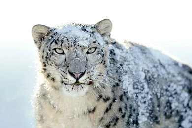 Snow Leopard HD Backgrounds Wallpapers