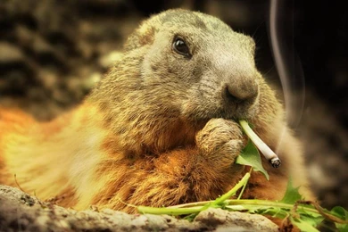 Smoking Mountains Dark Animals Cigarette Smokes Photomanipulation ...