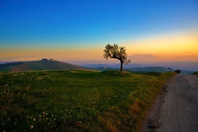 Sunset Landscapes Nature Trees Fields Blue Sky Wallpapers   (