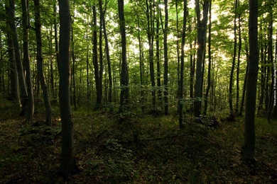 Stara Planina, Serbia Wallpapers