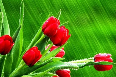 Free desktop backgrounds nature flowers tulips wallpapers