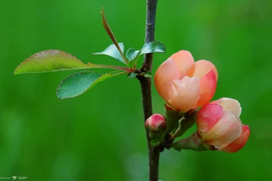 1920x1200   Page 923