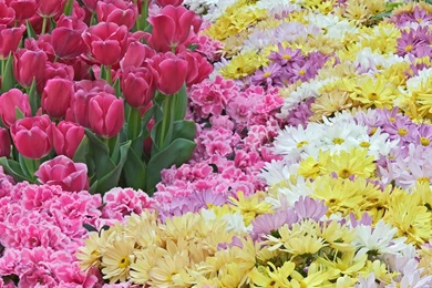 Natural Flowers Pictures   Desktop Backgrounds