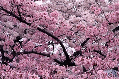 Nature Flower Trees HD Wallpapers Wallpapers   (