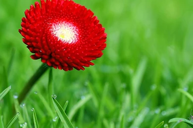 Nature Flower Red Wallpapers