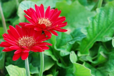 Flowers Wallpapers Desktop Wallpaper Backgrounds Nature Flowers ...