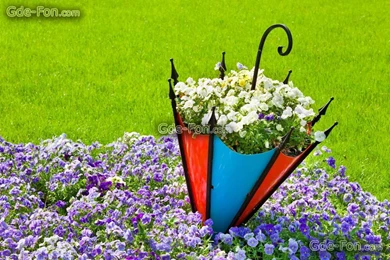 557122_nature_flowers_flower_umbrella_summer_3831x2554_www.Gde Fon.com.jpg