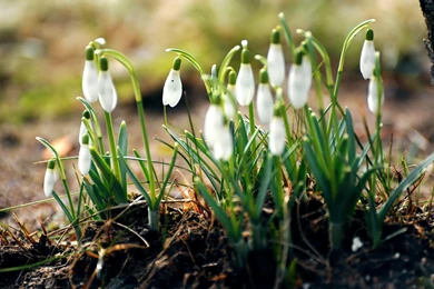 Nature Flowers Spring Season Snowdrops Desktop >> HD Wallpapers ...