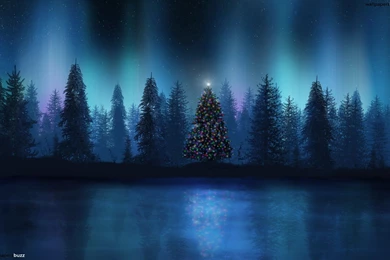 Christmas Tree In A Wood HD Wallpapers