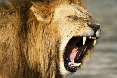 World top ten best 10 desktop lions wallpapers hd lion wallpaper 1600 x 1200 www.fun54.com_.jpg