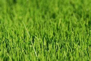 Download Green Grass Wallpapers For Samsung Galaxy Tab