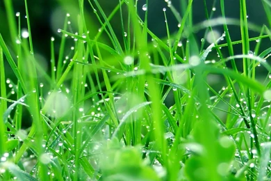 Water Drops On Green Grass Wallpapers And Images   Wallpapers ...