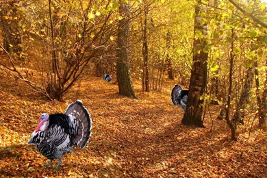 Thanksgiving Wallpapers 2016  Dr. Odd