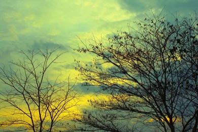 Awesome Sunset Tree Photography HD   New HD Wallpapers