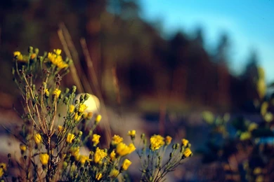 Vintage Photography Wallpapers Desktop Hd Pictures 4 HD Wallpapers ...