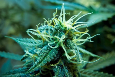 Weed Desktop HD Wallpaper, Weed Backgrounds, New Wallpapers