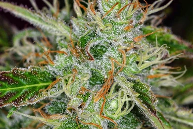 Drugs_marijuana_plants_desktop_1400x1400_hd wallpaper 1192125.jpg