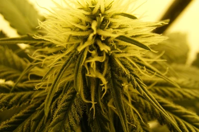 HMPKNGS   Top 10 Weed Strains