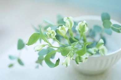 Interior Decorating Plants & Herb Pots Wallpapers 3   Wallcoo.net